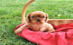 Cavalier King Charles Spaniel dogs for sale: Charlie - Image 9