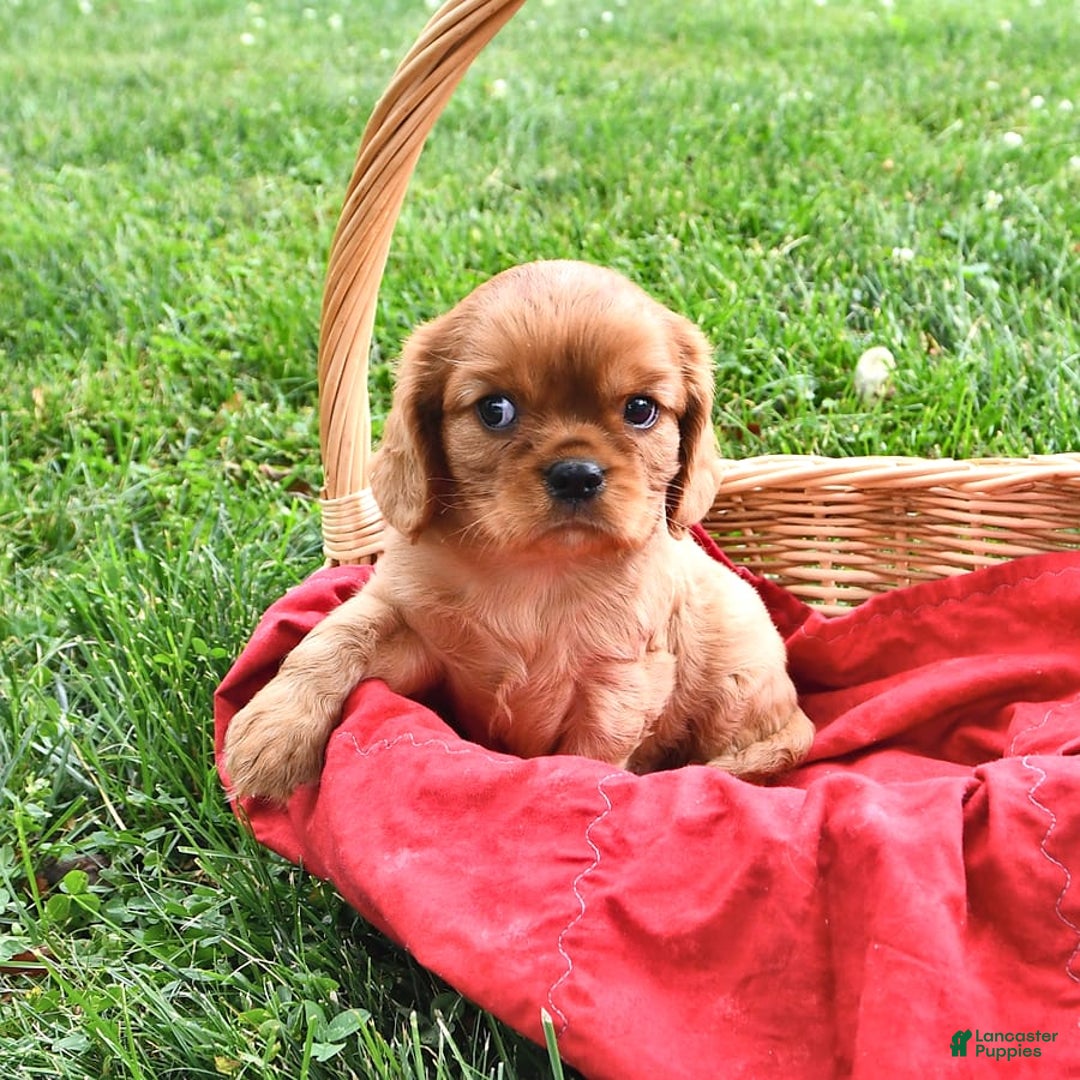 Cavalier King Charles Spaniel dogs for sale: Charlie - Image 9