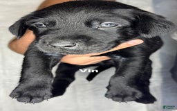 Labrador Retriever dogs for sale: Vin Aka Luke - Image 1