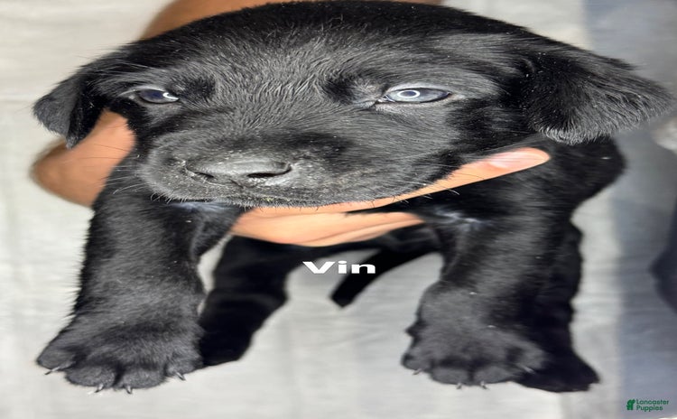 Labrador Retriever dogs for sale - Ad 3