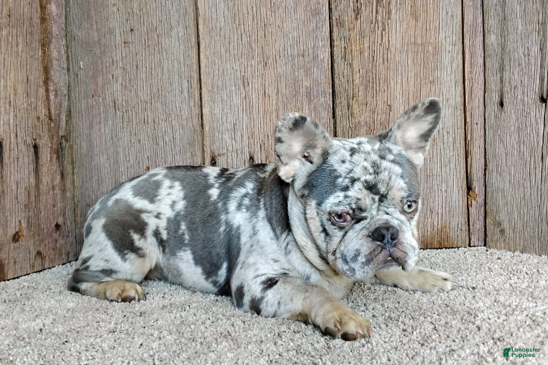 French Bulldog dogs for sale: Ember - Image 11