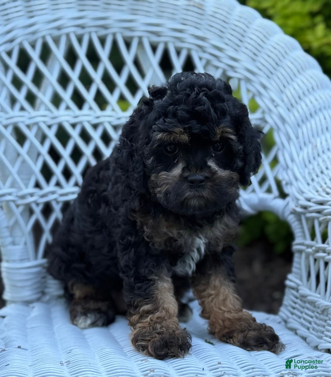 Cavapoo dogs for sale: Carla - Image 2