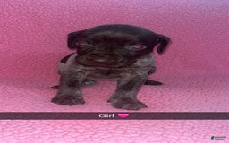 German Shorthaired Pointer dogs for sale: Gsp Puppy - Image 1