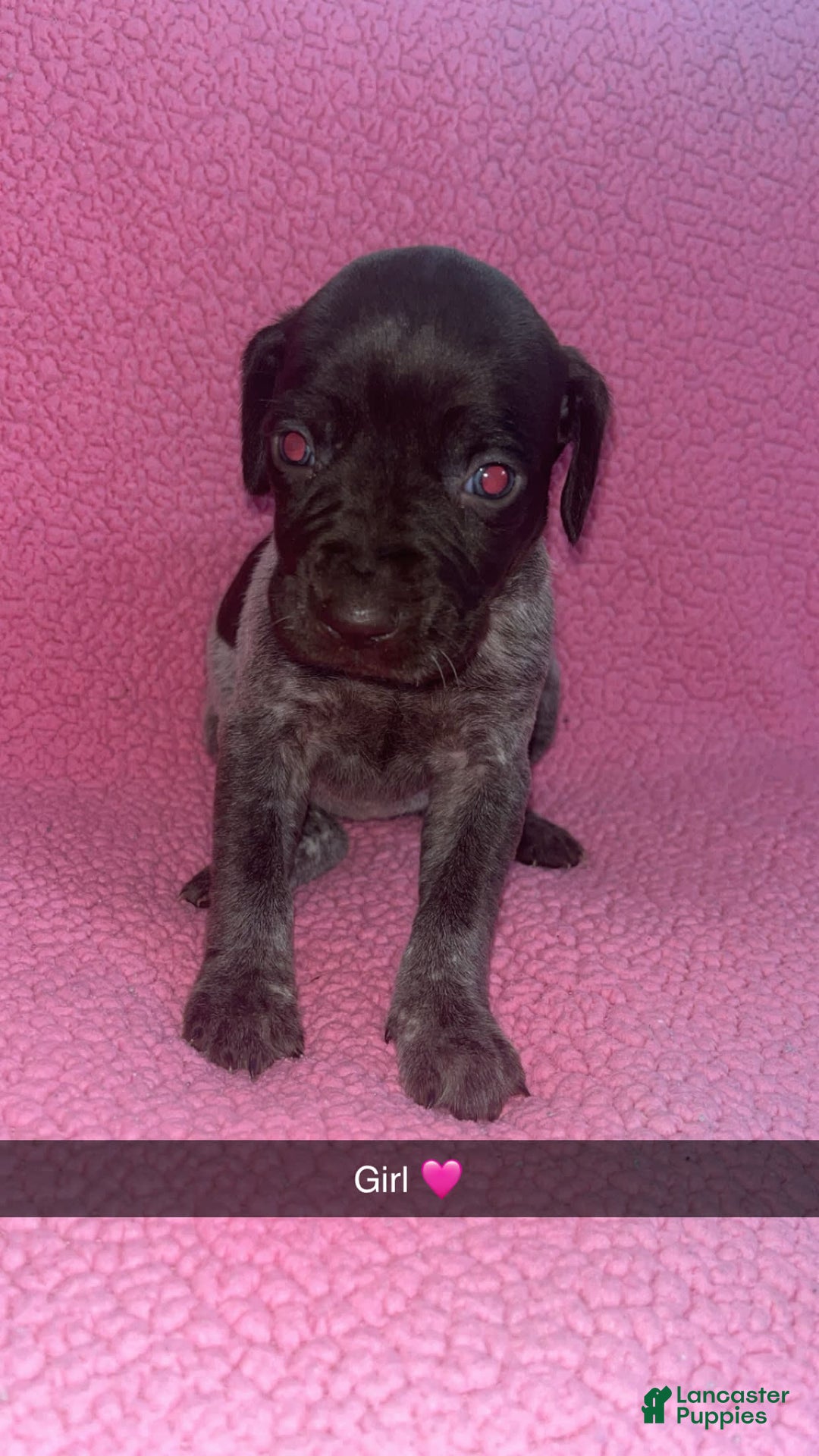 German Shorthaired Pointer dogs for sale: Gsp Puppy - Image 1