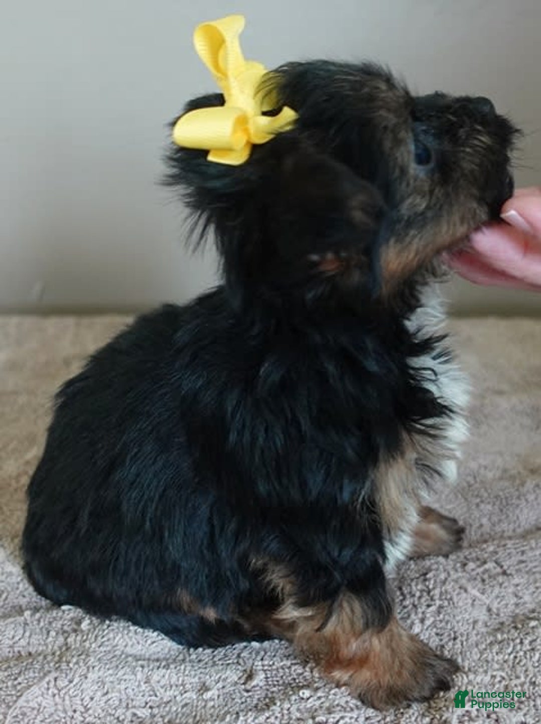 Yorkshire Terrier dogs for sale: Kai - Image 30