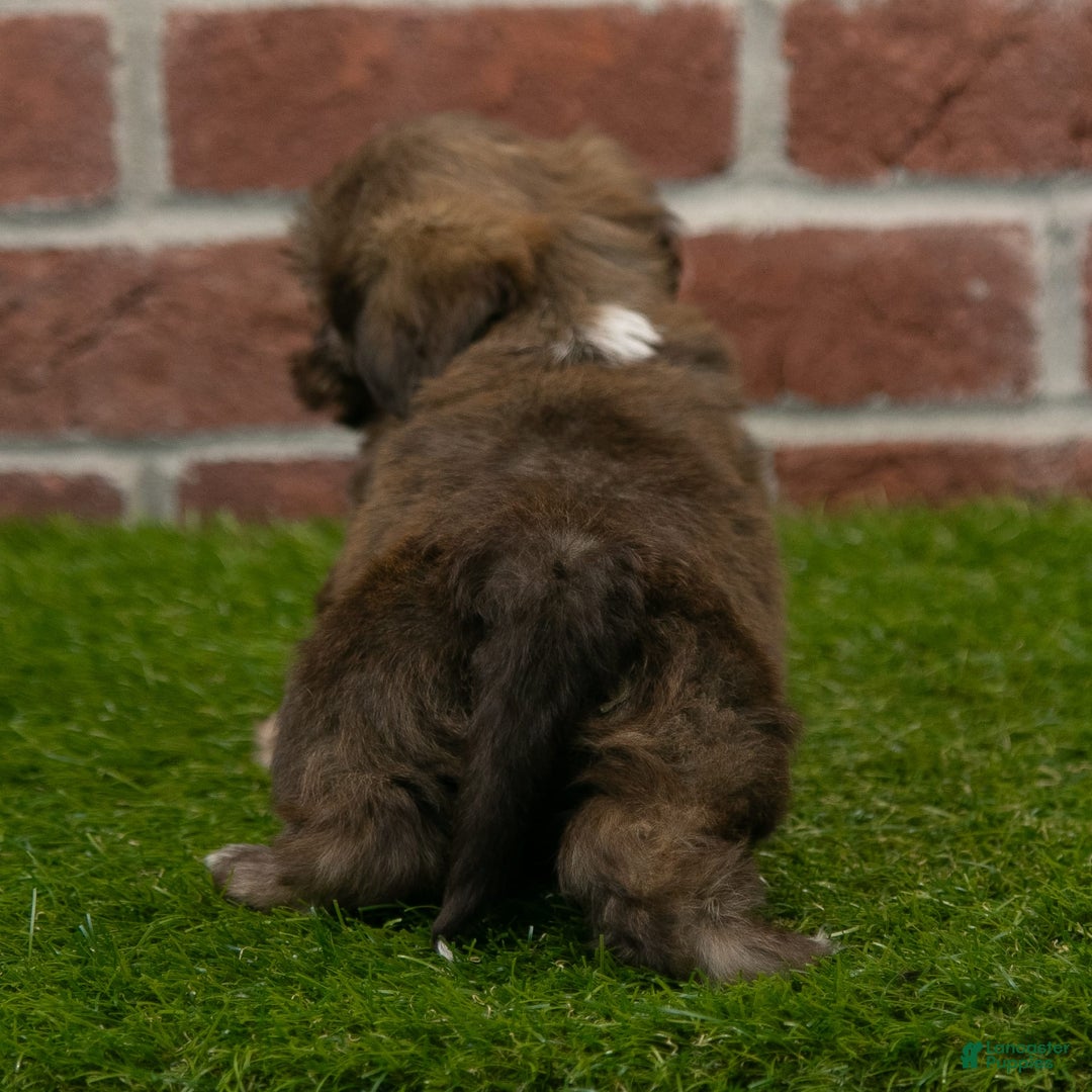 Shih Tzu dogs for sale: Goldie - Image 6