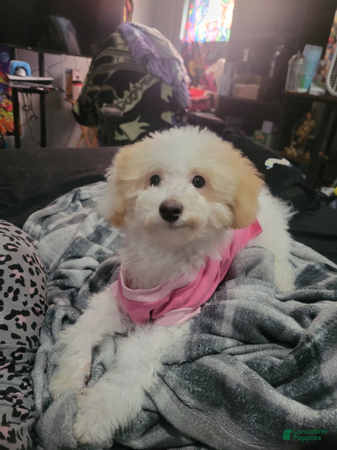 Toy Poodle dogs for sale: Nala - Image 2