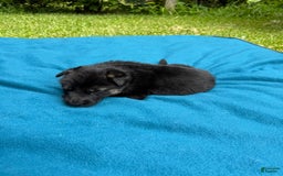 German Shepherd dogs for sale: Brave - Image 3