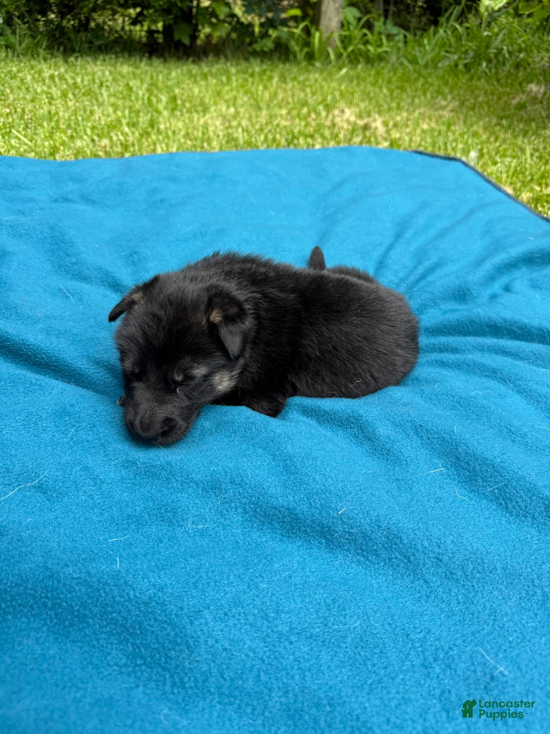 German Shepherd dogs for sale: Brave - Image 3