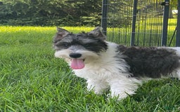 Miniature Schnauzer dogs for sale: Kira - Image 5