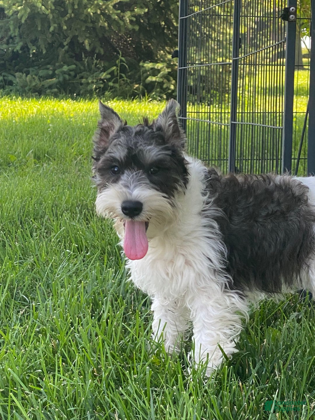 Miniature Schnauzer dogs for sale: Kira - Image 5