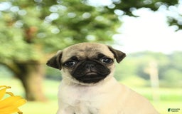 Pug dogs for sale: Rosie - Image 3