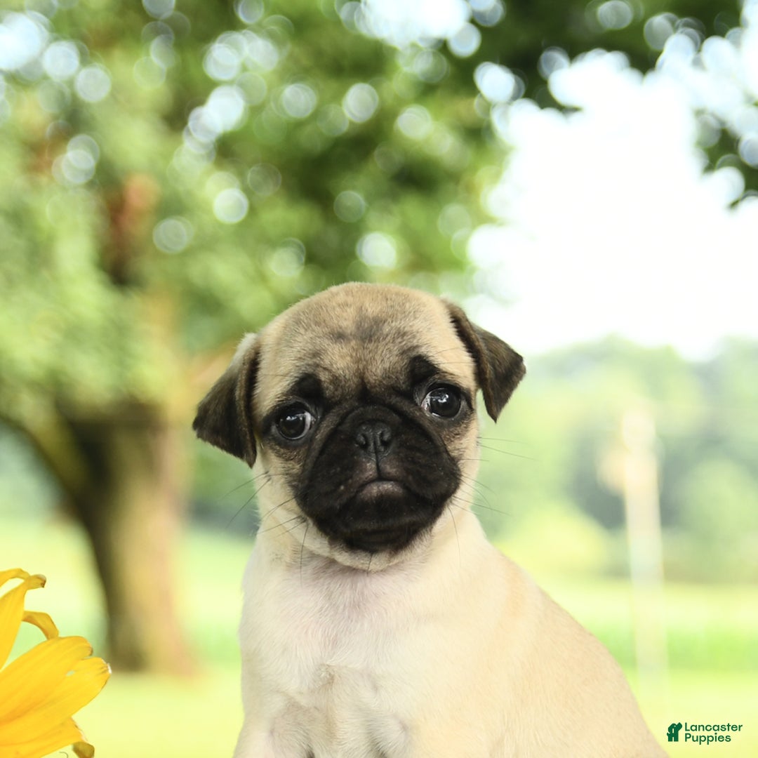 Pug dogs for sale: Rosie - Image 3