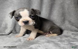 Frenchton dogs for sale: Brittany - Image 2