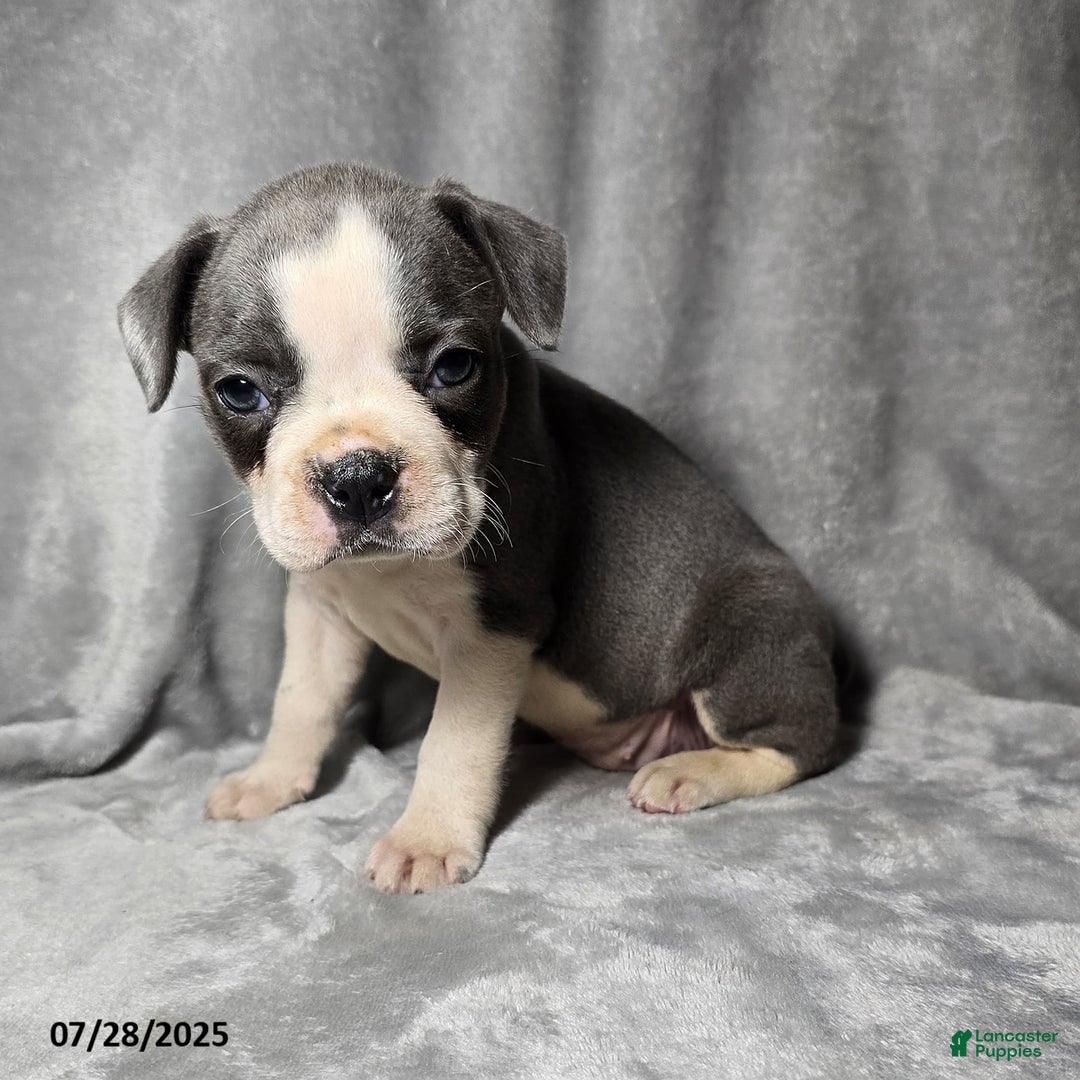Frenchton dogs for sale: Brittany - Image 2