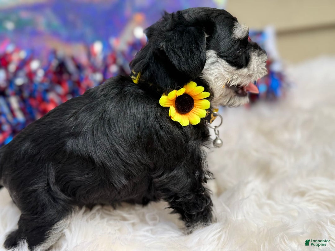 Miniature Schnauzer dogs for sale: BELLA - Image 11