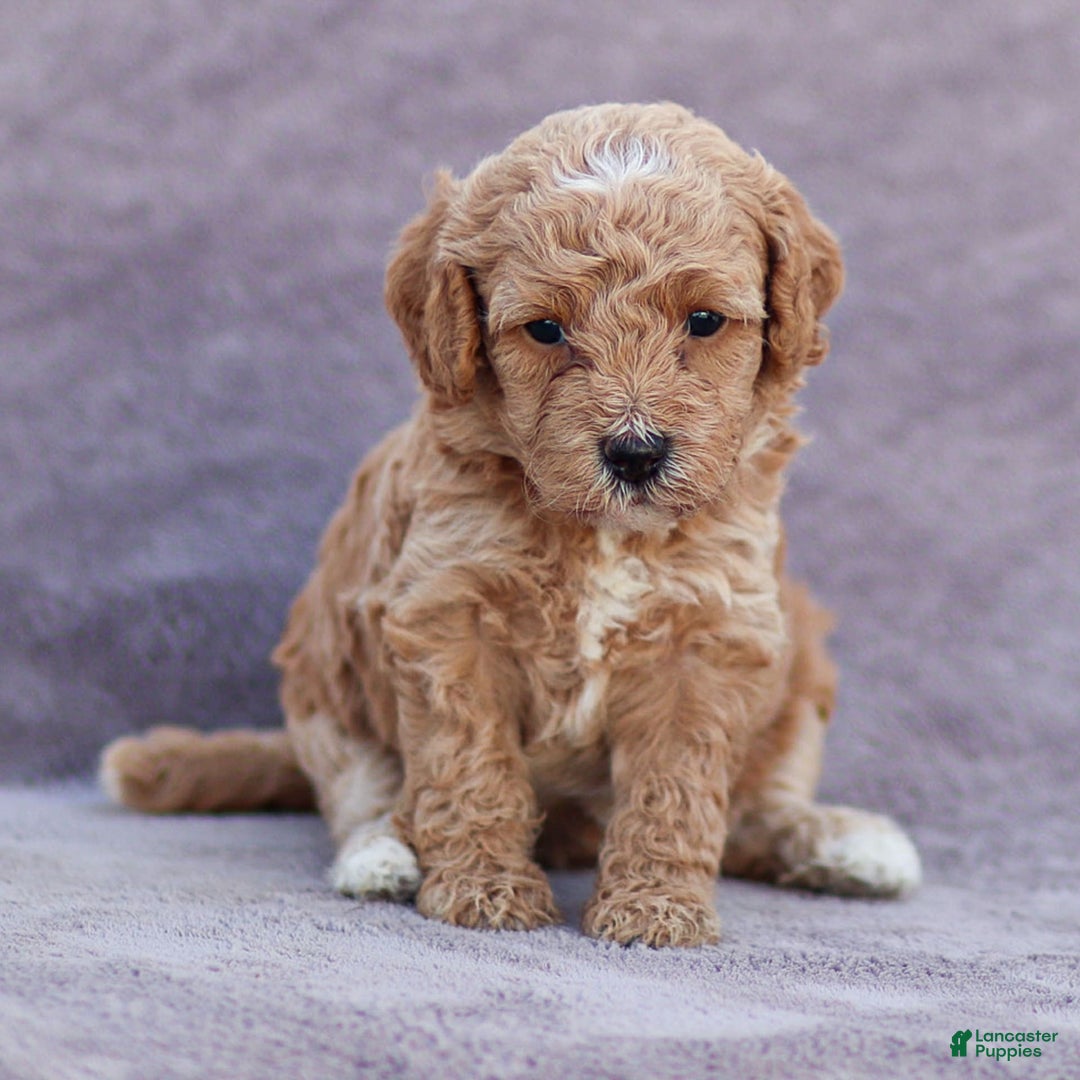 Goldendoodle dogs for sale: Olivia - Image 6