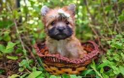 Morkie dogs for sale: Rare Gold Sable Firefly - Image 22
