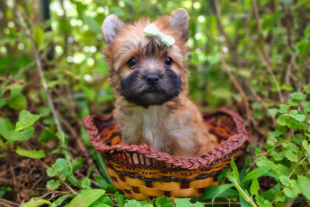 Morkie dogs for sale: Rare Gold Sable Firefly - Image 22