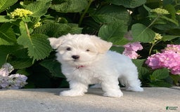 Coton De Tulear dogs for sale: Pearl - Image 6