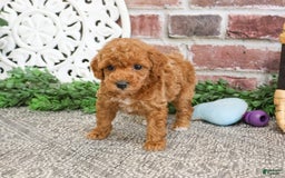 Miniature Poodle dogs for sale: Gabriela - Image 7