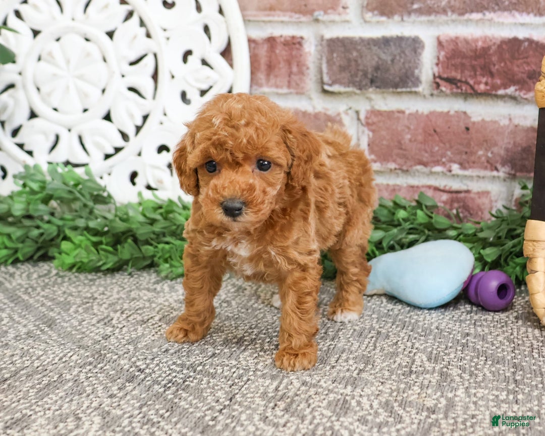Miniature Poodle dogs for sale: Gabriela - Image 7