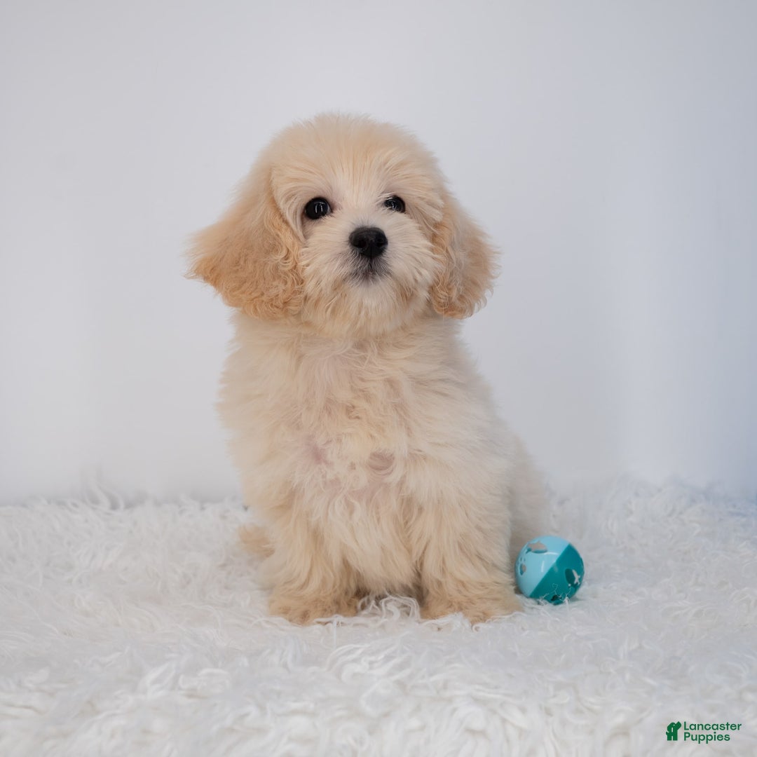 Maltipoo dogs for sale: Rebecca - Image 32