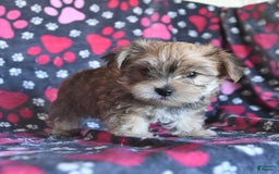 Morkie dogs for sale: Murphy - Image 5