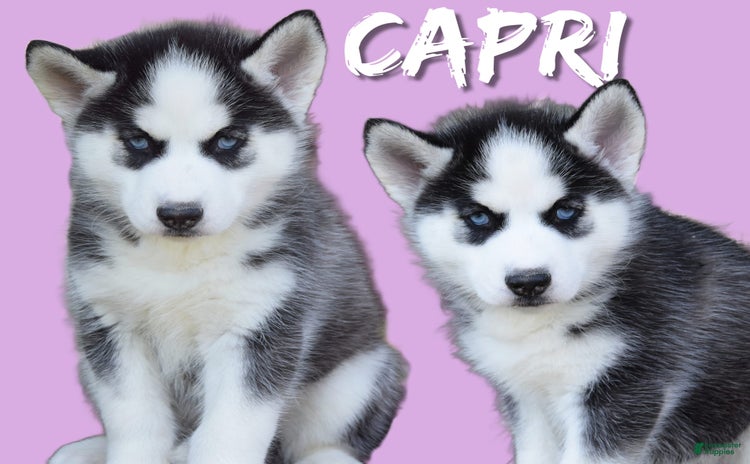 Siberian Husky dogs for sale - Ad 5