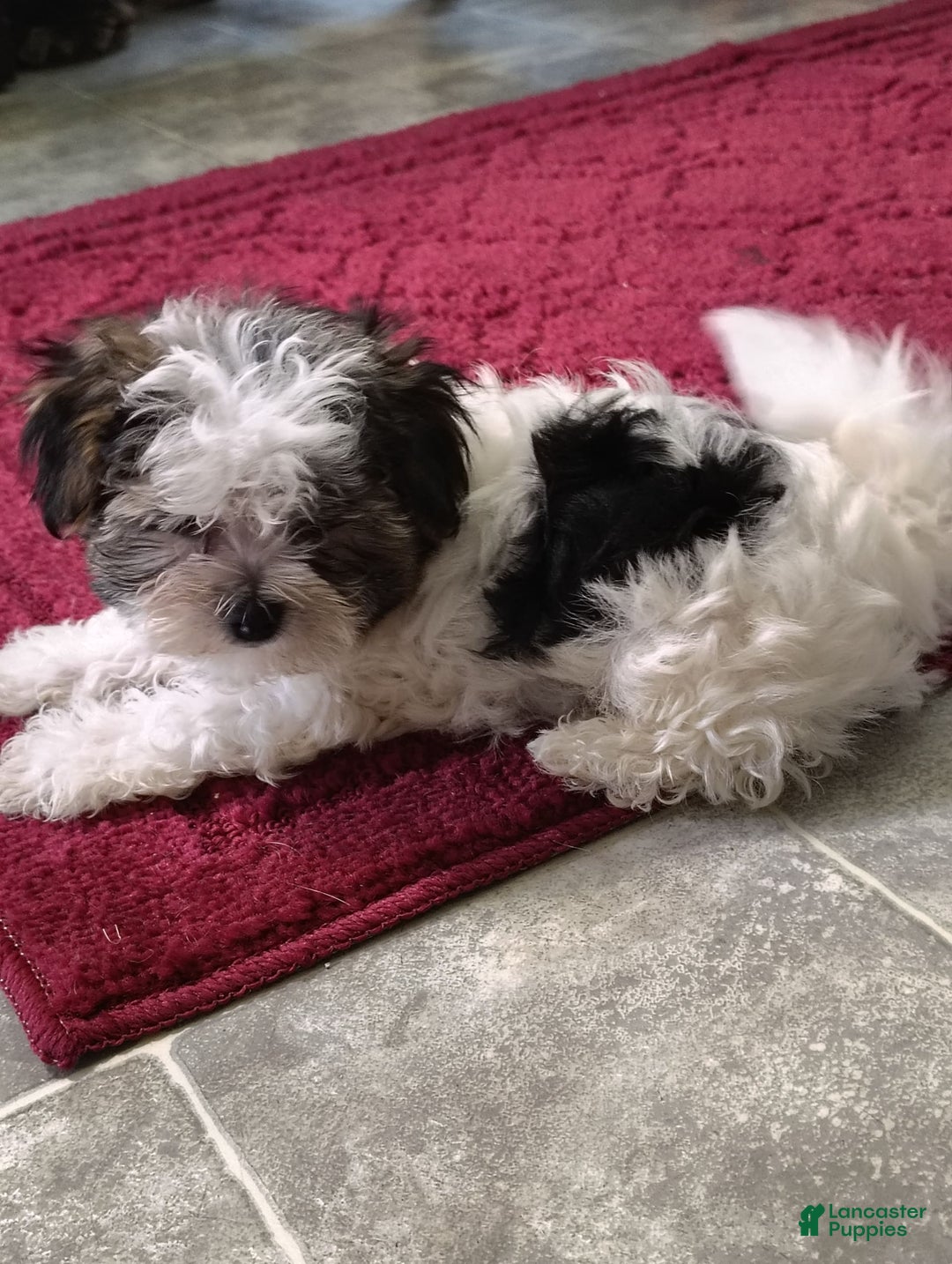 Morkie dogs for sale: Tiny Tim - Image 2