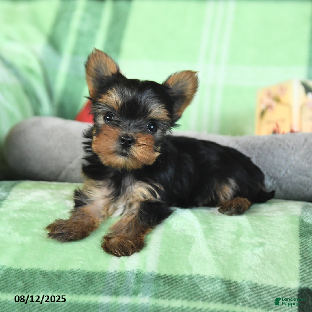 Yorkshire Terrier dogs for sale: Lacey - Image 2