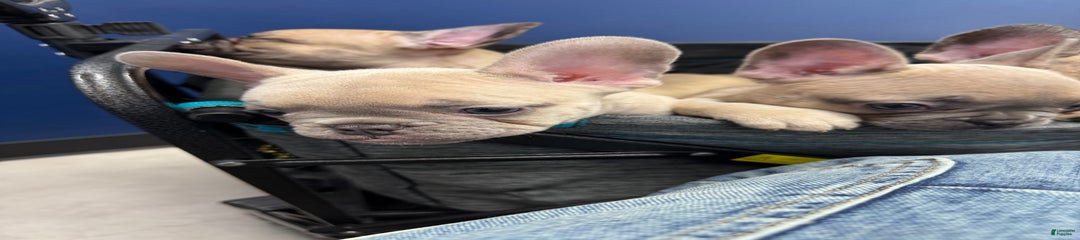 Nigel