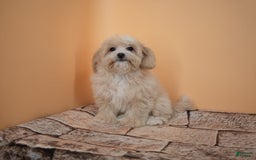 Maltipoo dogs for sale: Luciana - Image 14
