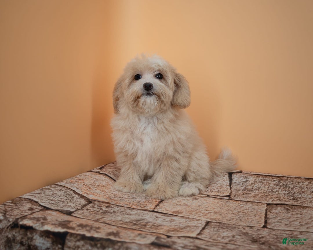 Maltipoo dogs for sale: Luciana - Image 14