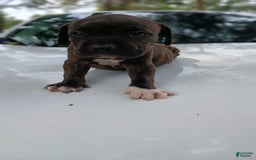 American Pit Bull Terrier dogs for sale: Jack - Image 12