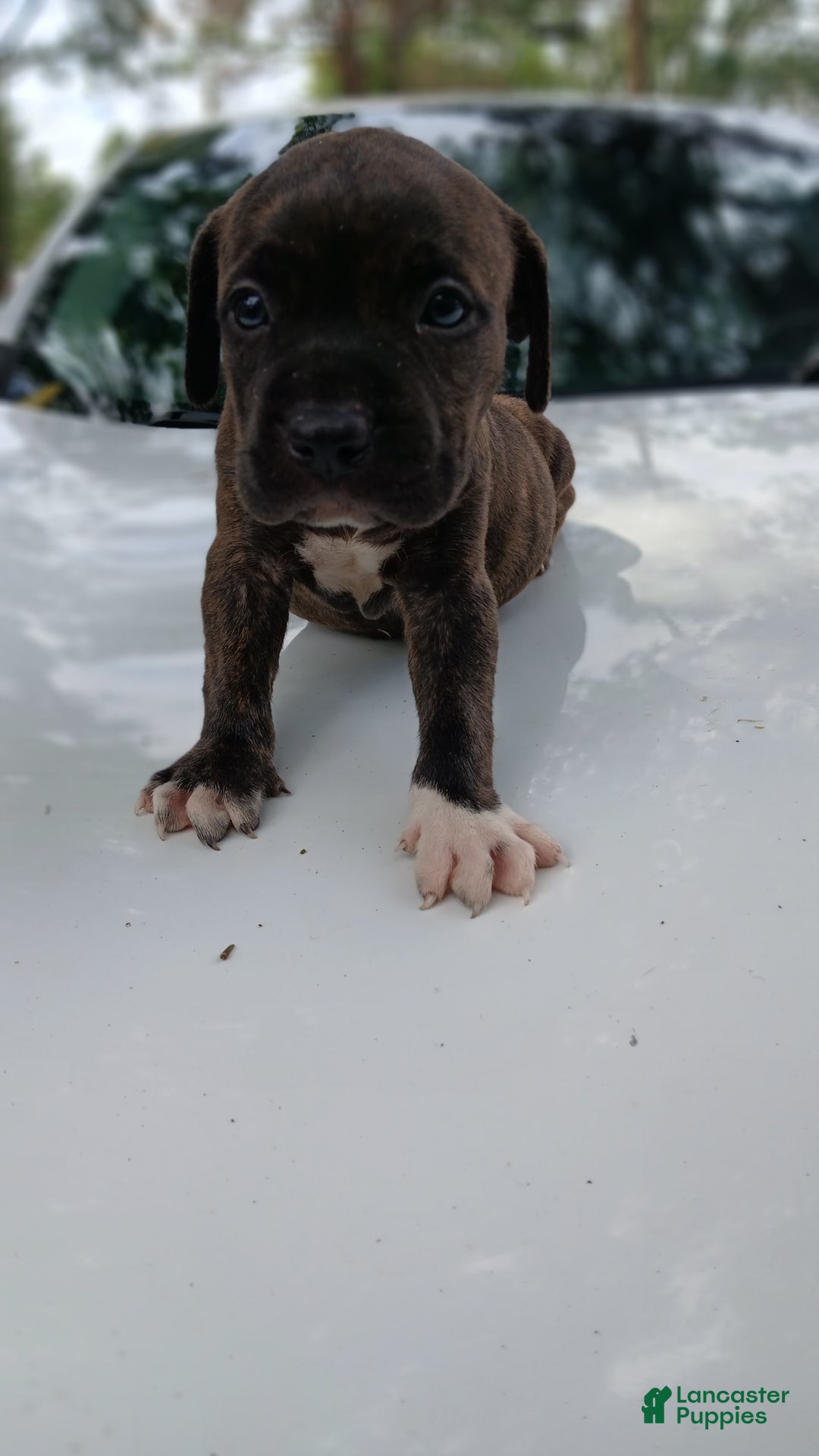 American Pit Bull Terrier dogs for sale: Jack - Image 12