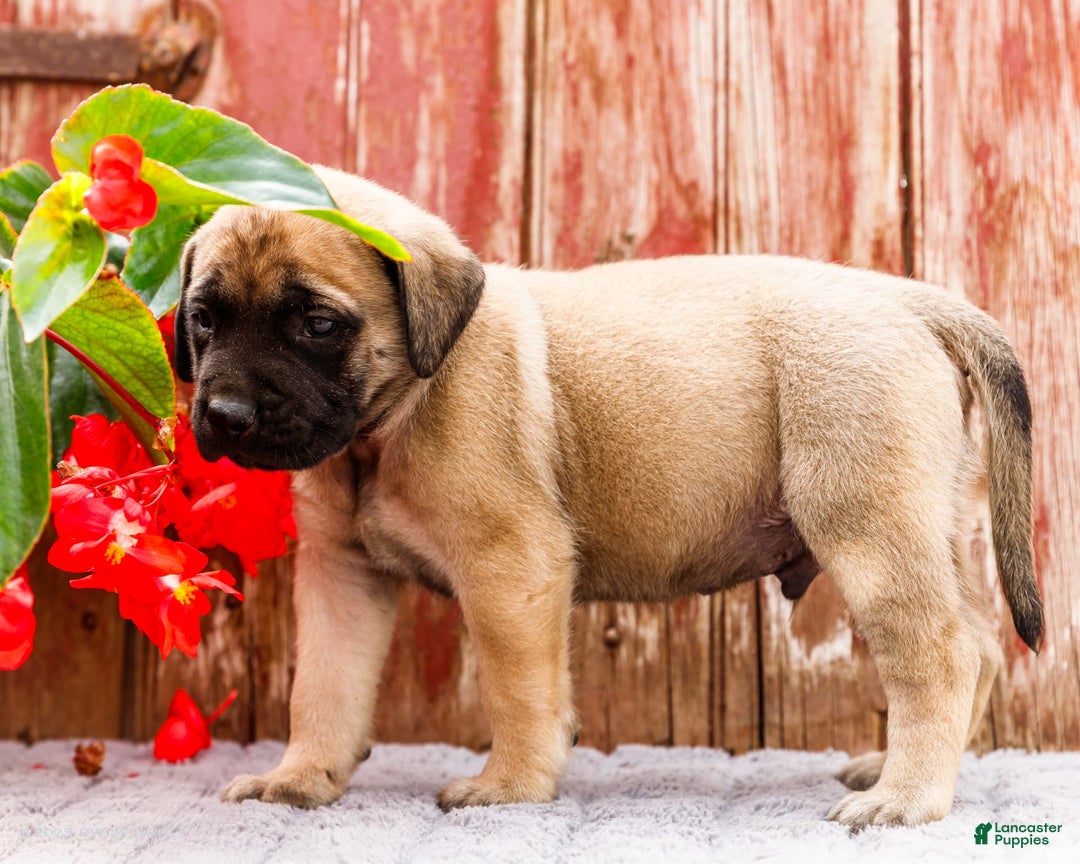 English Mastiff dogs for sale: Horace - Image 21