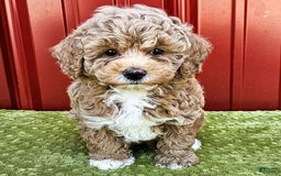 Miniature Poodle dogs for sale: Bria - Image 2