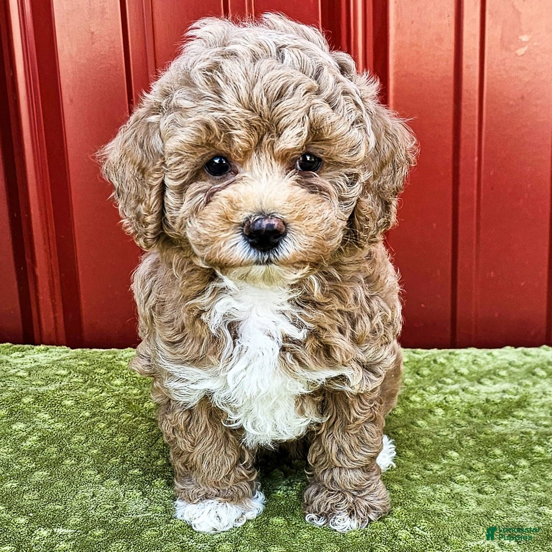 Miniature Poodle dogs for sale: Bria - Image 2