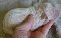 Toy Poodle dogs for sale: Chiki - Image 14