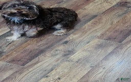 Yorkshire Terrier dogs for sale: Dyna - Image 3