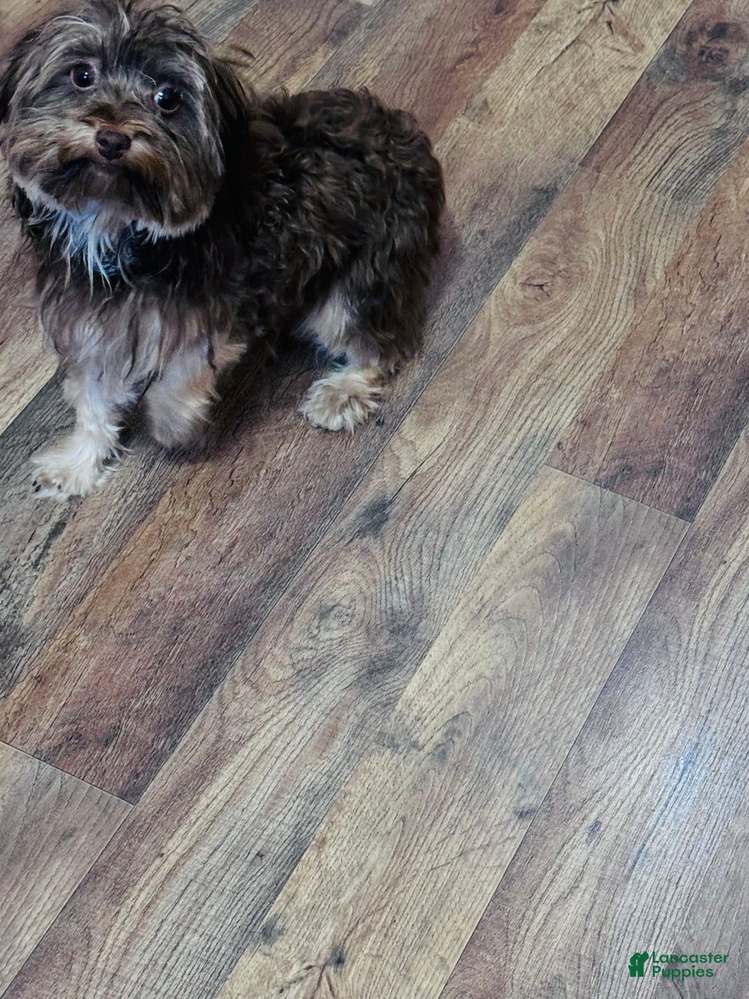 Yorkshire Terrier dogs for sale: Dyna - Image 3