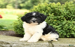 Havapoo dogs for sale: Loyal - Image 2