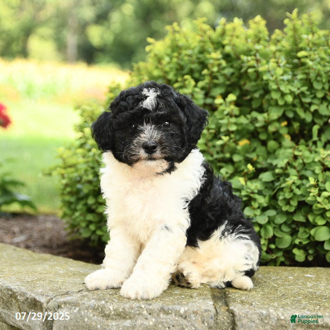 Havapoo dogs for sale: Loyal - Image 2