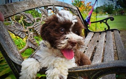 Havapoo dogs for sale: Dash - Image 8