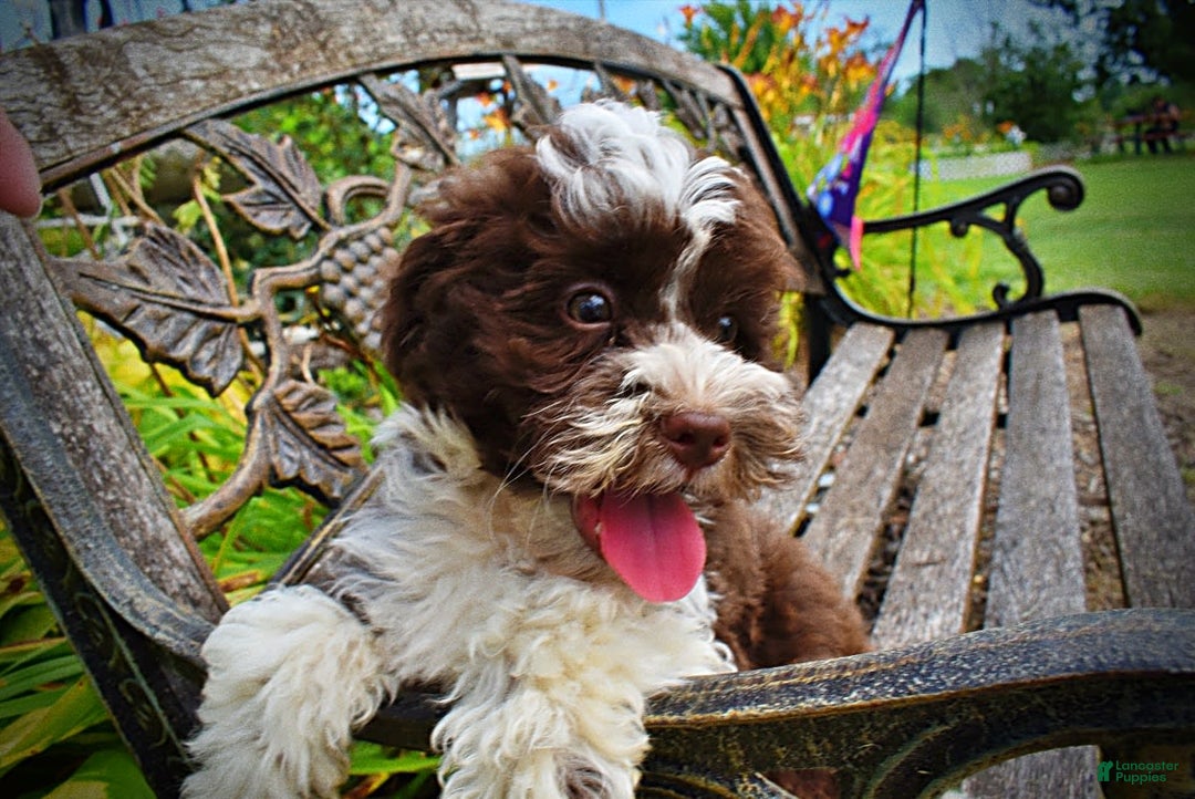 Havapoo dogs for sale: Dash - Image 8