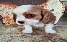 Cavalier King Charles Spaniel dogs for sale: Drake small Blenheim colored male - Image 3