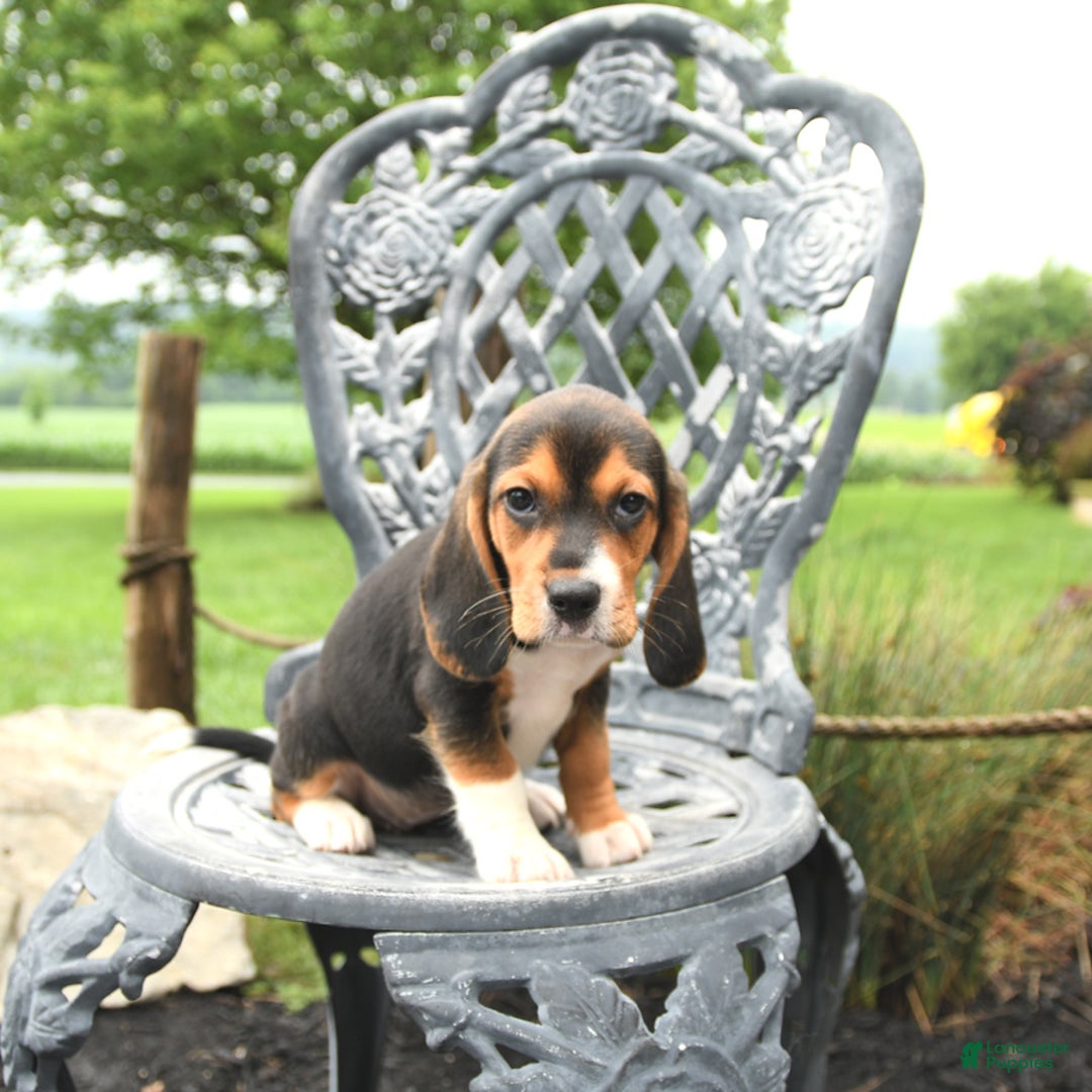 Beagle dogs for sale: Ava - Image 3