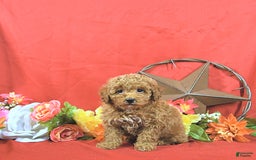 Miniature Poodle dogs for sale: Zach - Image 8