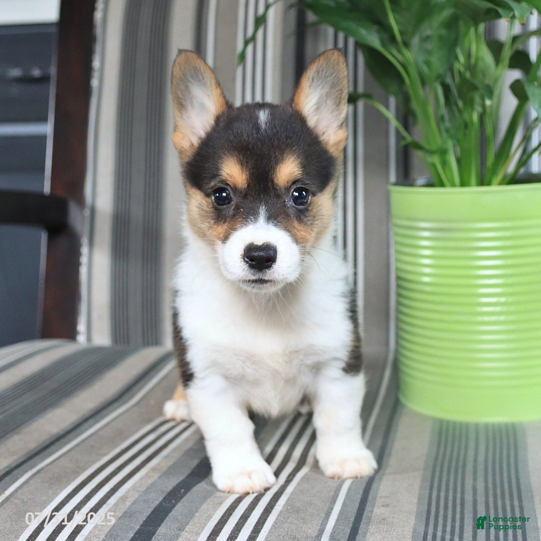 Welsh Corgi Pembroke dogs for sale: Tina - Image 5